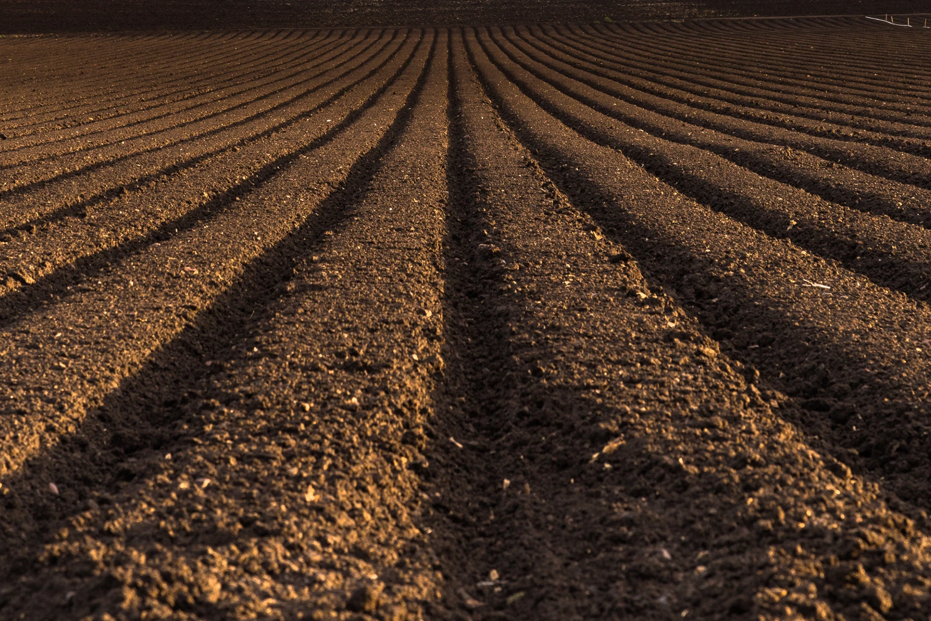 Imagen de un hermoso campo arado listo para la siembra y cultivo de cereales
